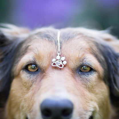 Collier photo personnalisé pour animaux